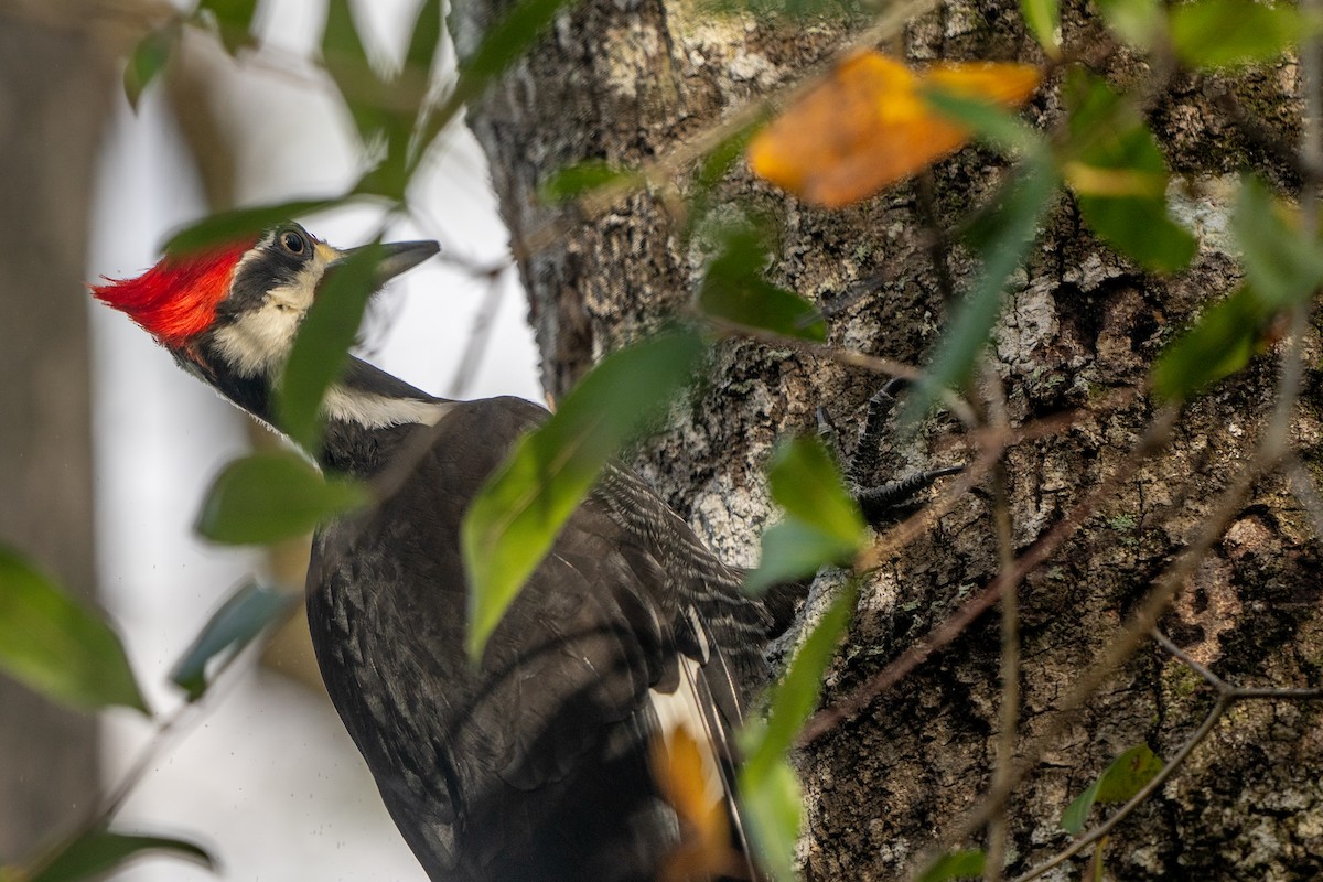 Pileated Woodpecker - ML620078764