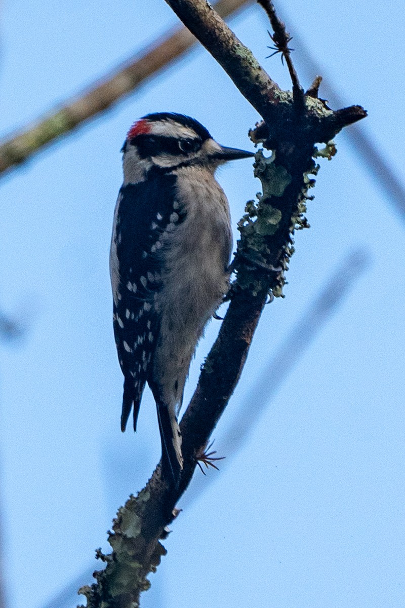 Downy Woodpecker - ML620078771