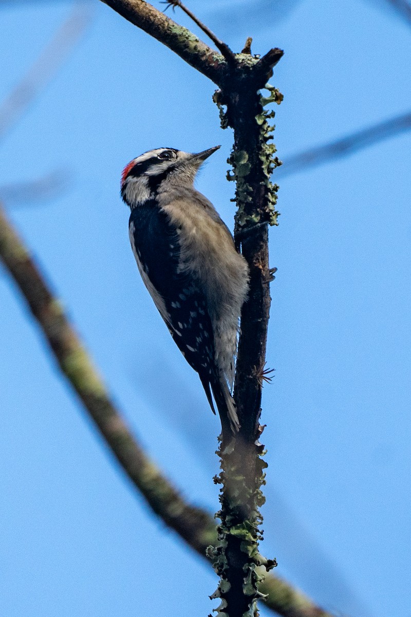 Downy Woodpecker - ML620078773