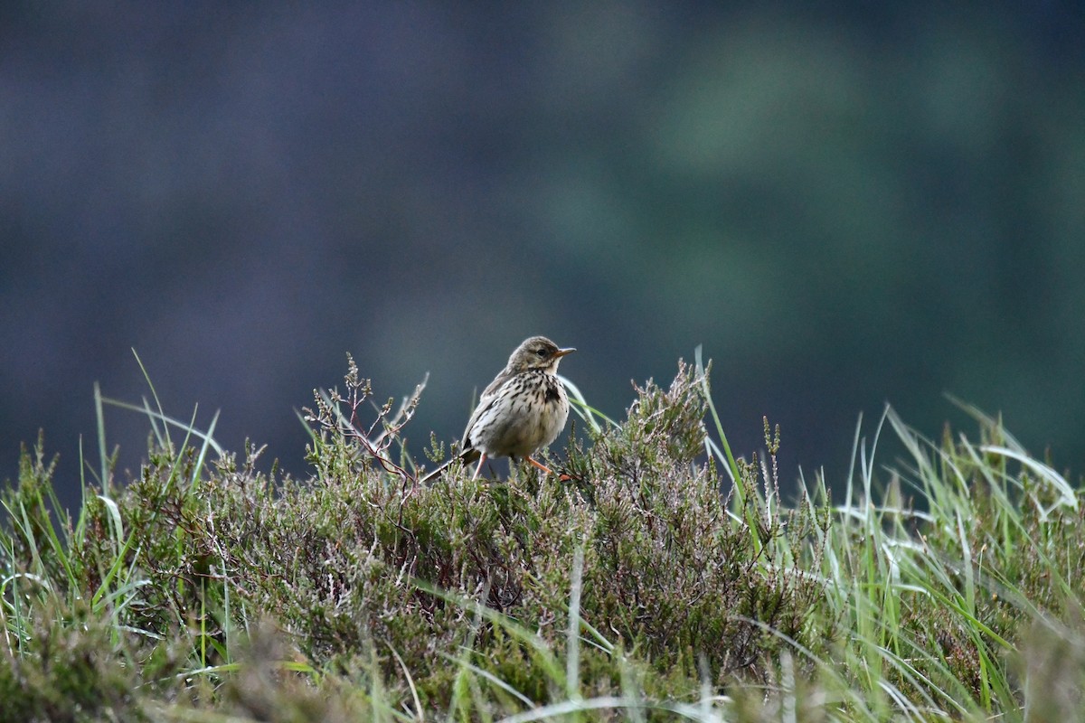 Meadow Pipit - ML620078775