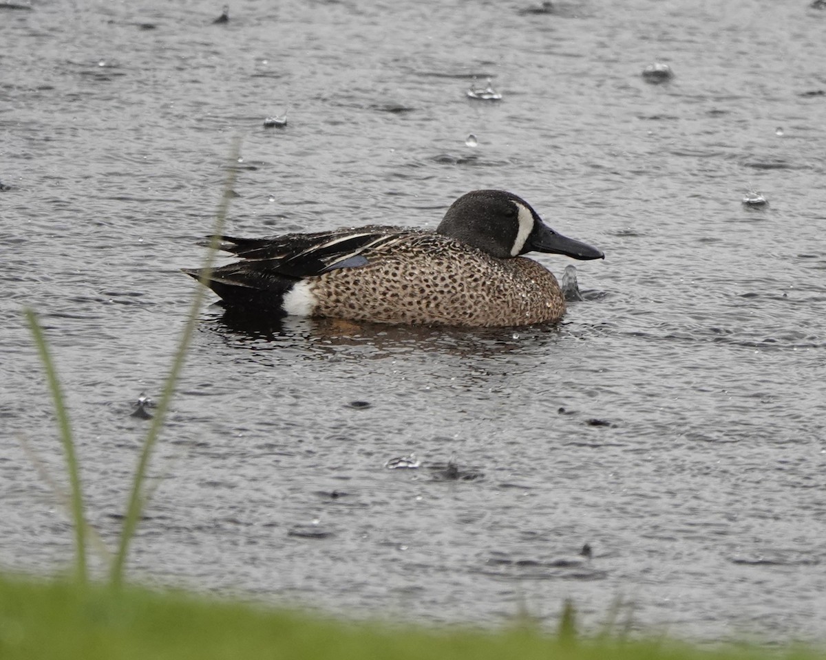 Blue-winged Teal - ML620078782