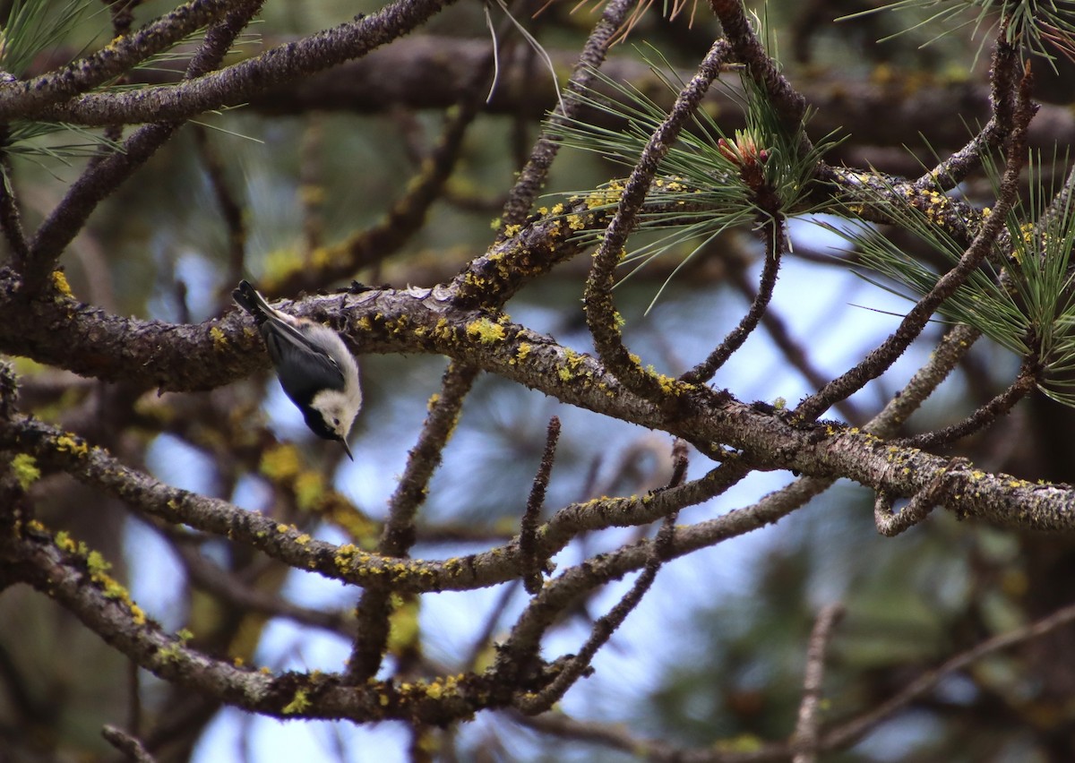 White-breasted Nuthatch - ML620078791