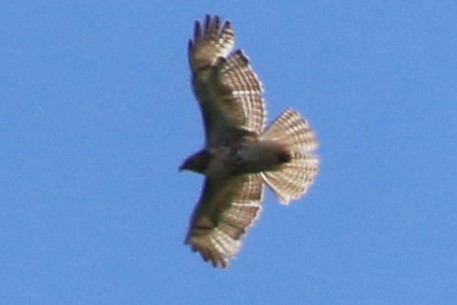 Red-tailed Hawk - Don Weidl