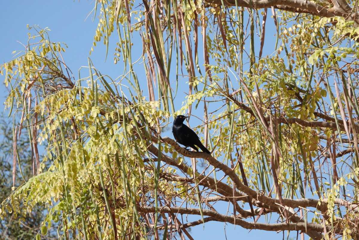 Pale-winged Starling - ML620078800