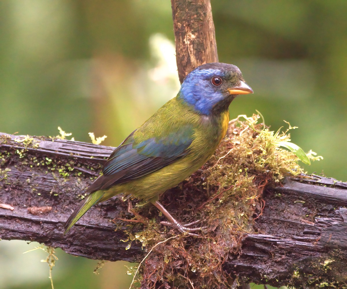 Moss-backed Tanager - ML620078802
