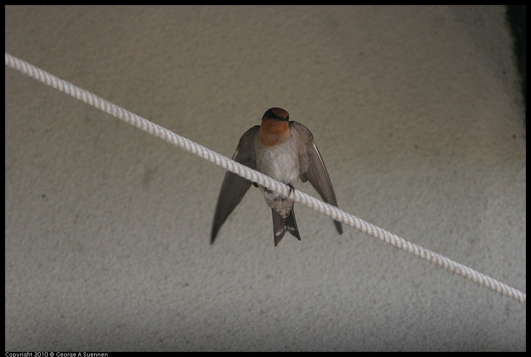 Pacific Swallow - ML620078810