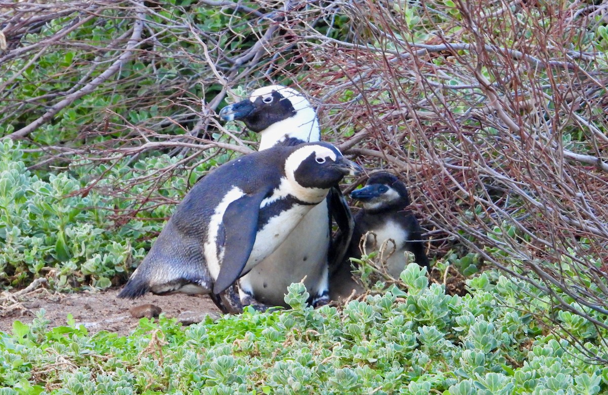 Пінгвін африканський - ML620078827