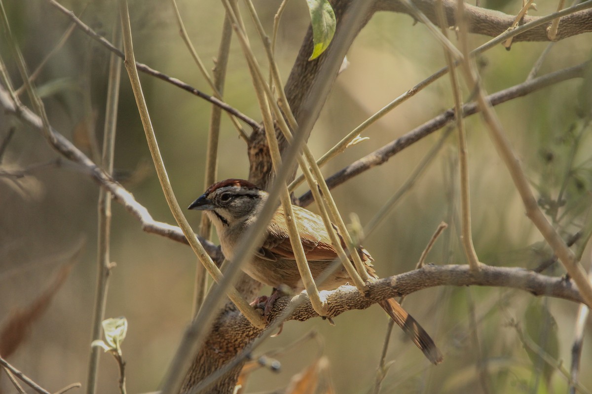 Rusty Sparrow - ML620078850