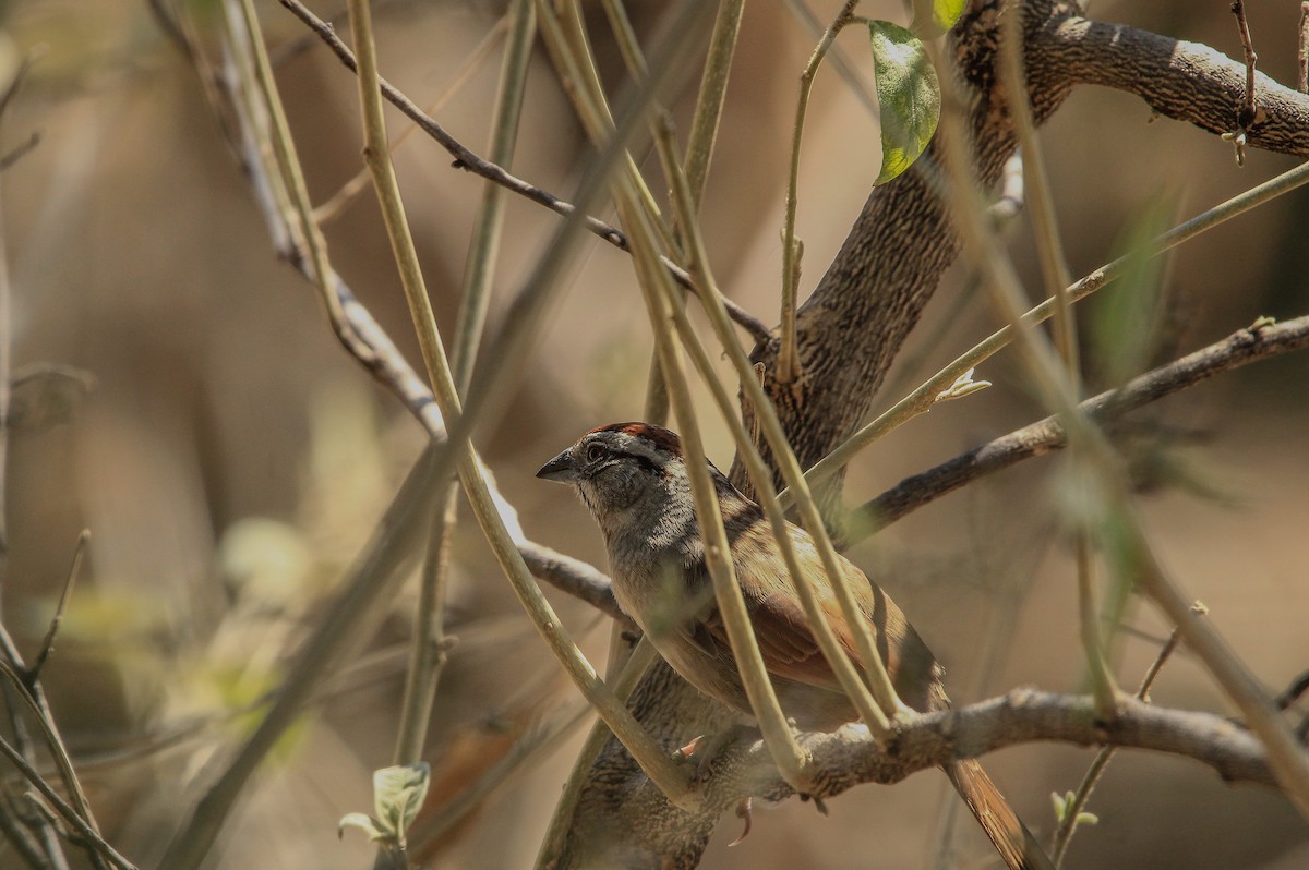 Rusty Sparrow - ML620078852