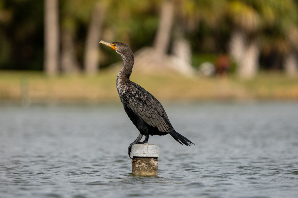 Double-crested Cormorant - Tim Horvath