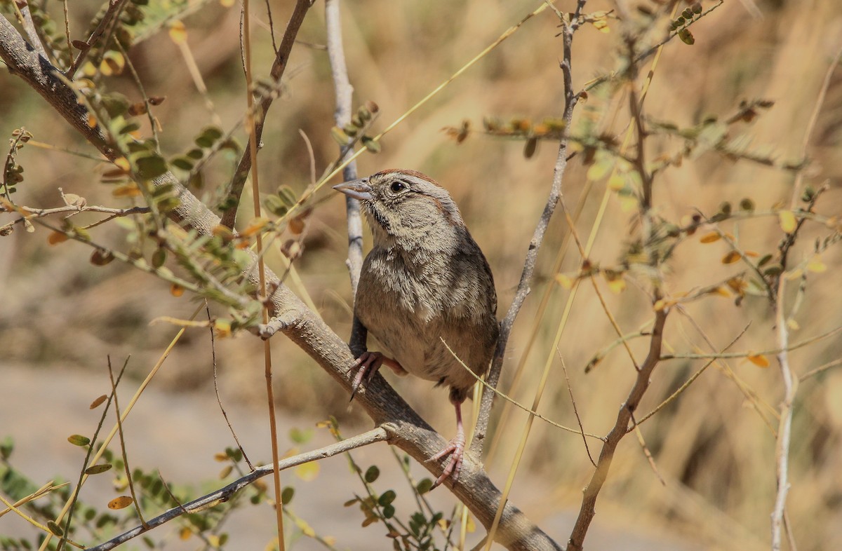 Rufous-crowned Sparrow - ML620078864