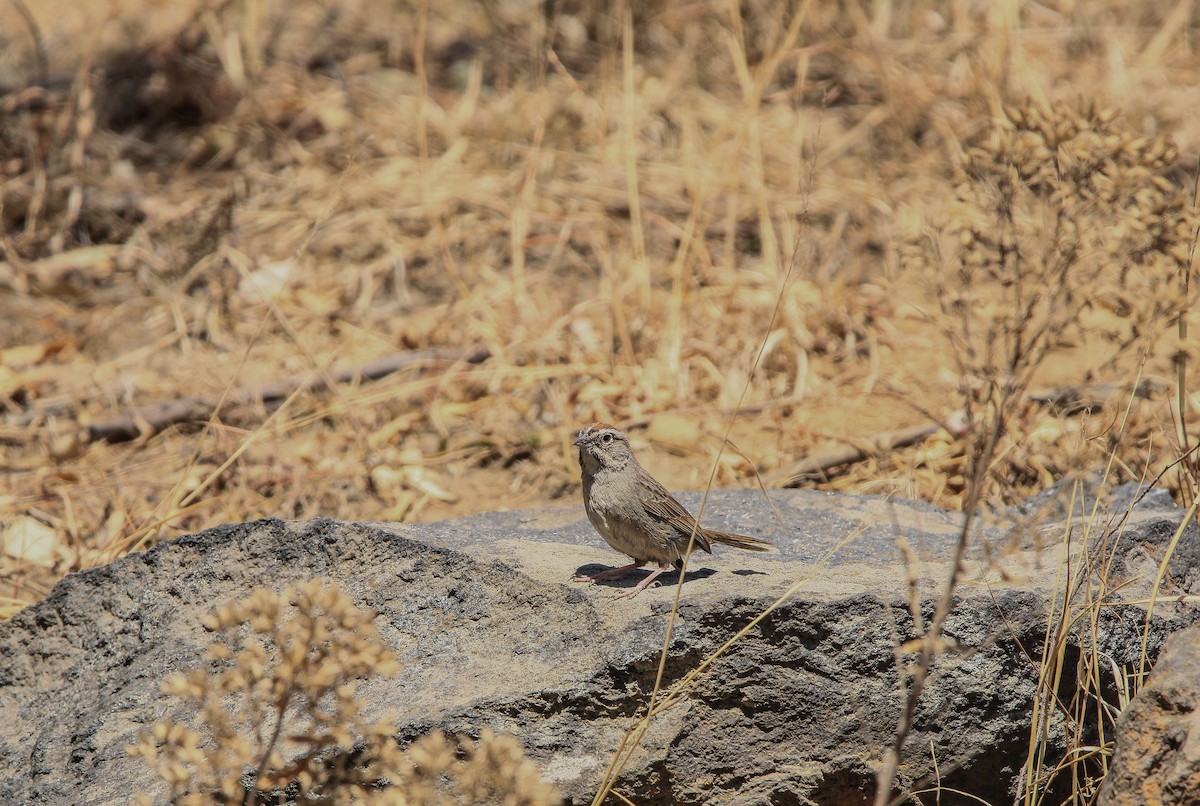 Rufous-crowned Sparrow - ML620078866