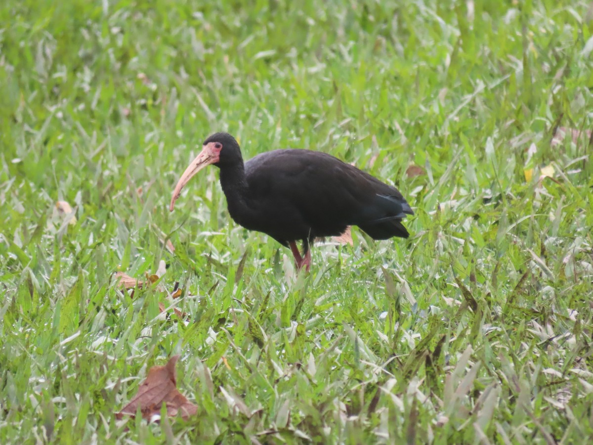 ibis tmavý - ML620078881