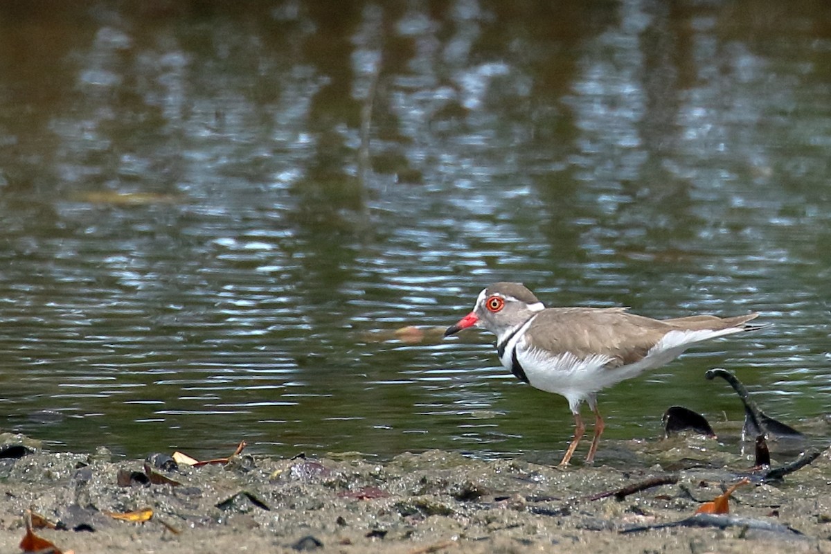 Three-banded Plover - ML620078897