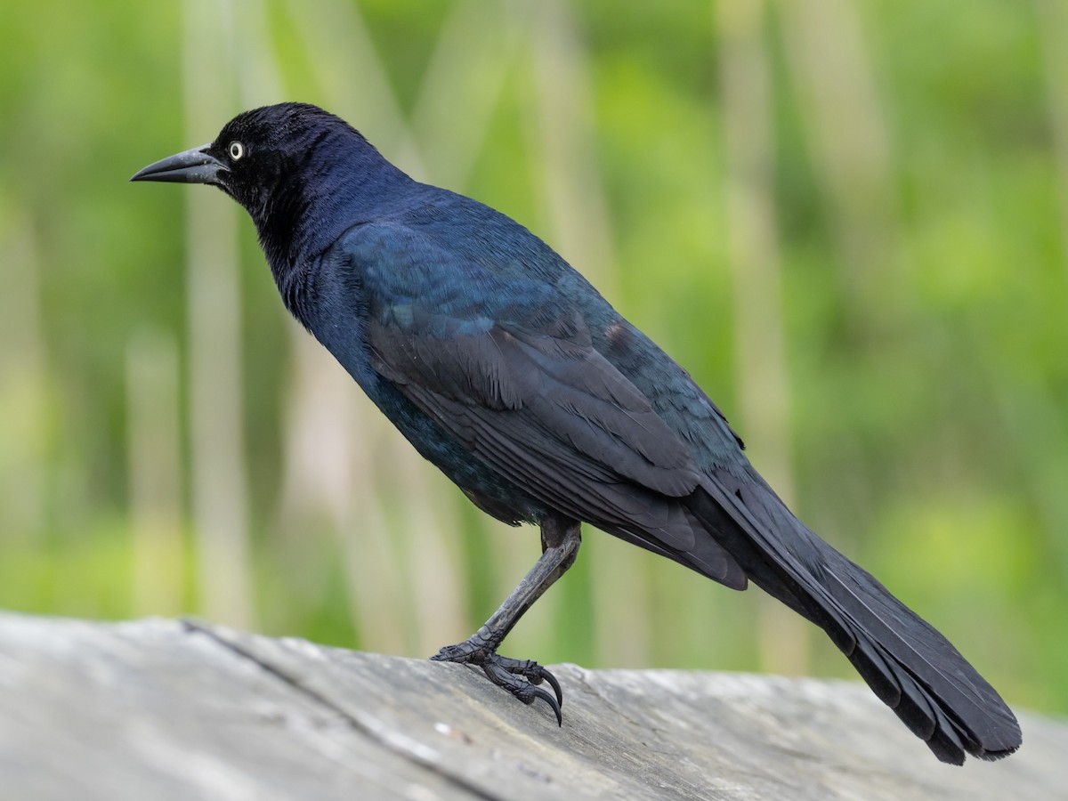 Boat-tailed Grackle - ML620078905