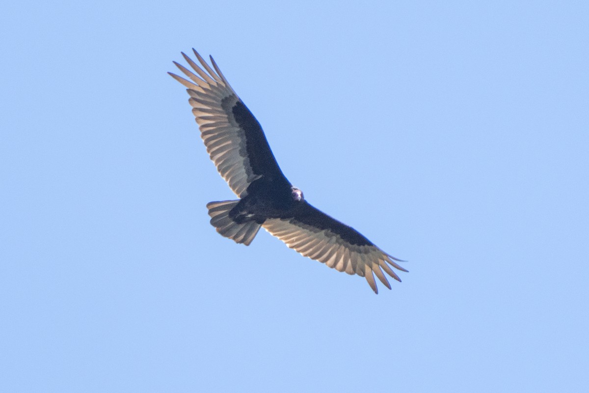 Turkey Vulture - ML620078907
