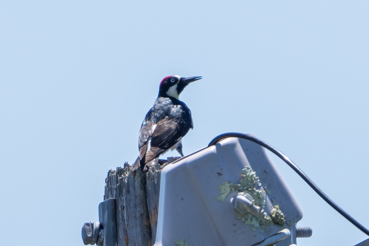 Acorn Woodpecker - ML620078908