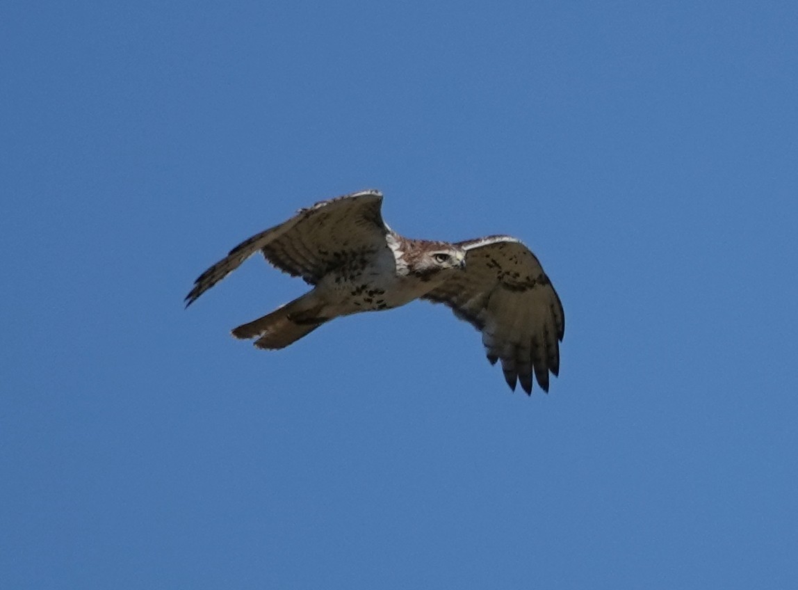 Red-tailed Hawk - ML620078915