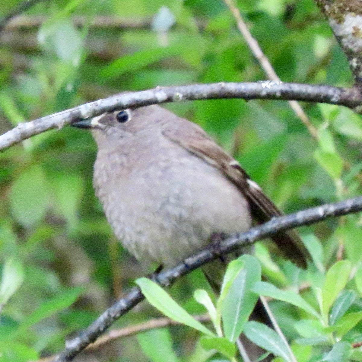 Townsend's Solitaire - ML620078918