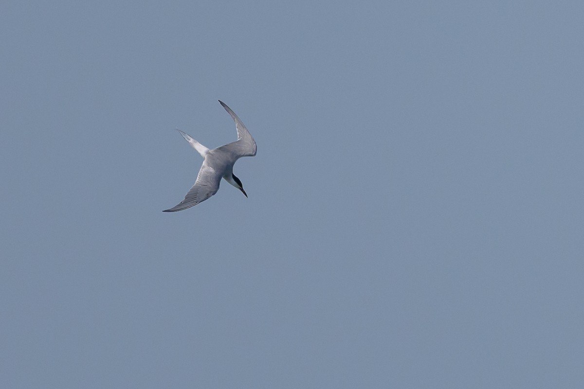 Common Tern - ML620078924