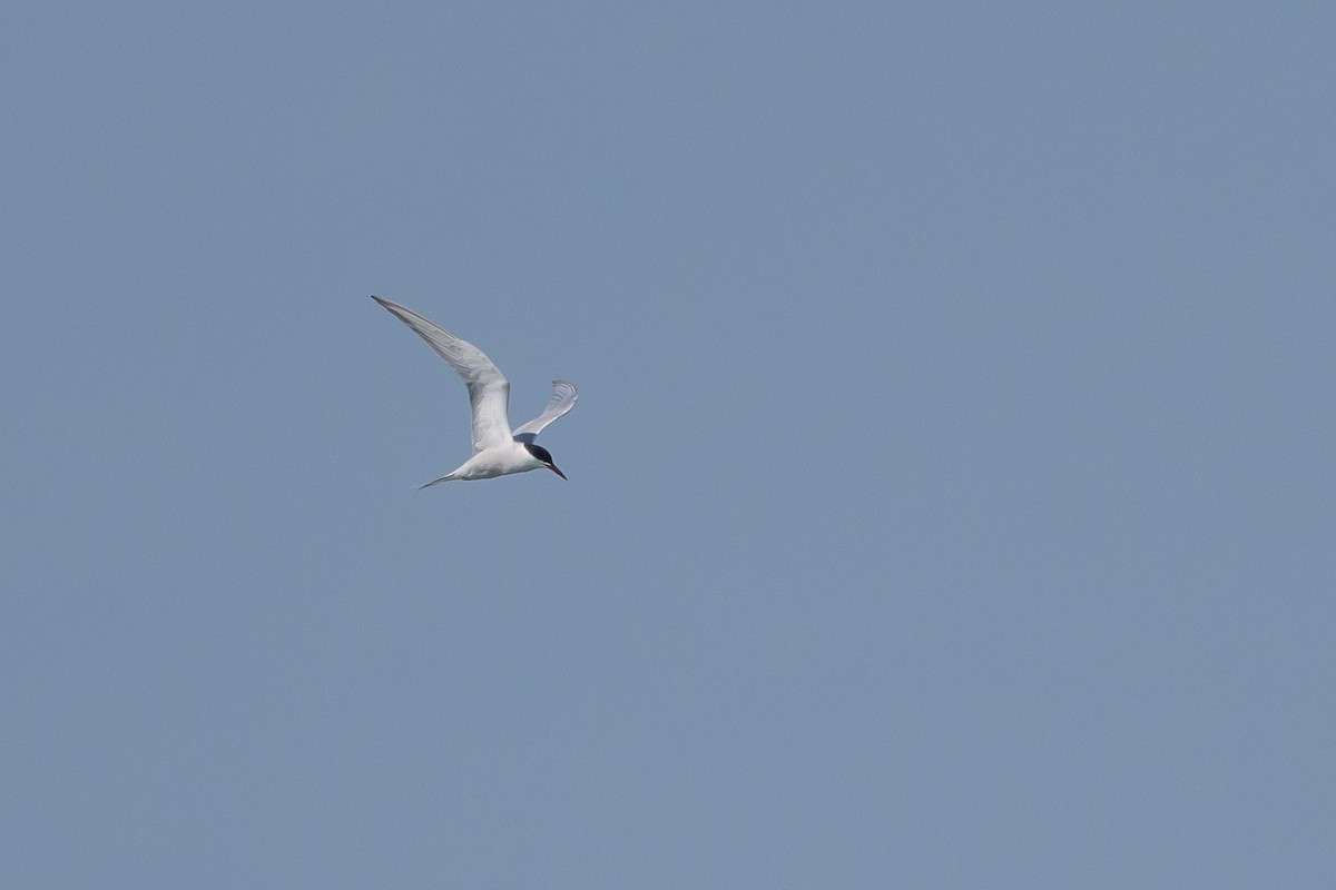 Common Tern - ML620078925