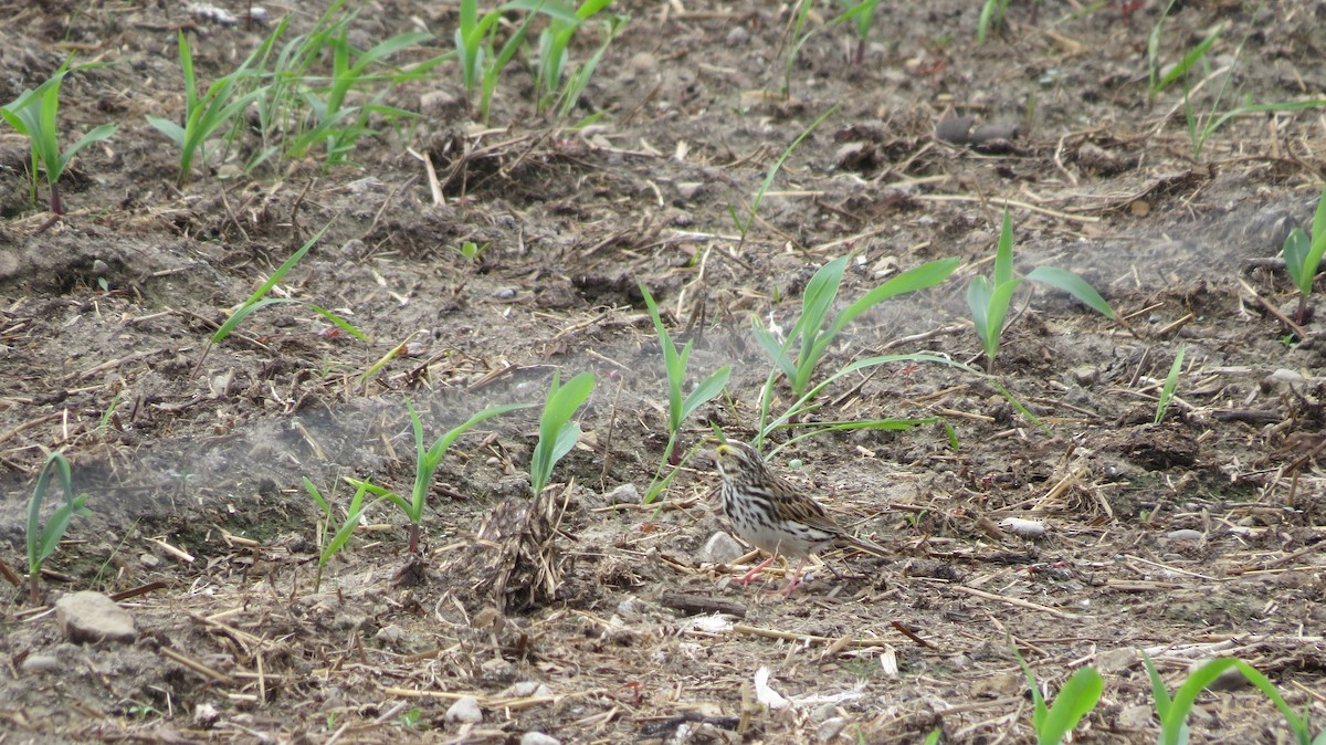 Savannah Sparrow - ML620078927
