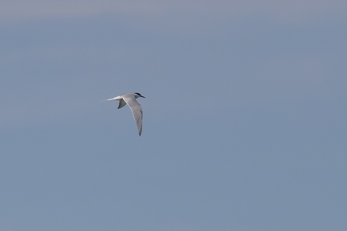 Common Tern - ML620078928