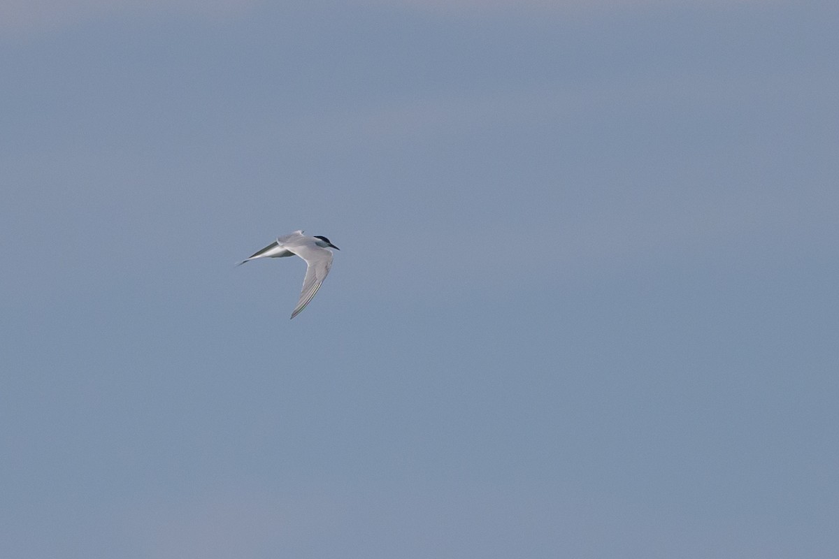 Common Tern - ML620078929