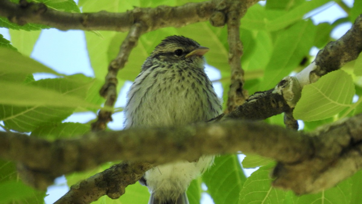 Chipping Sparrow - ML620078945