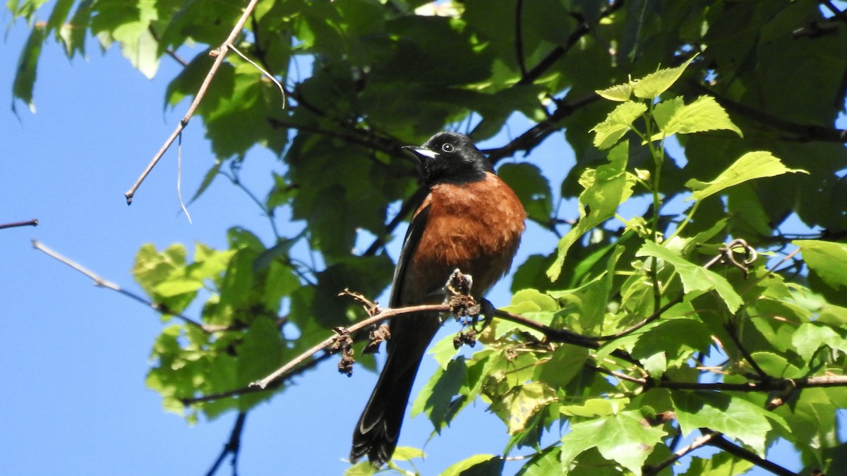 Orchard Oriole - ML620078947