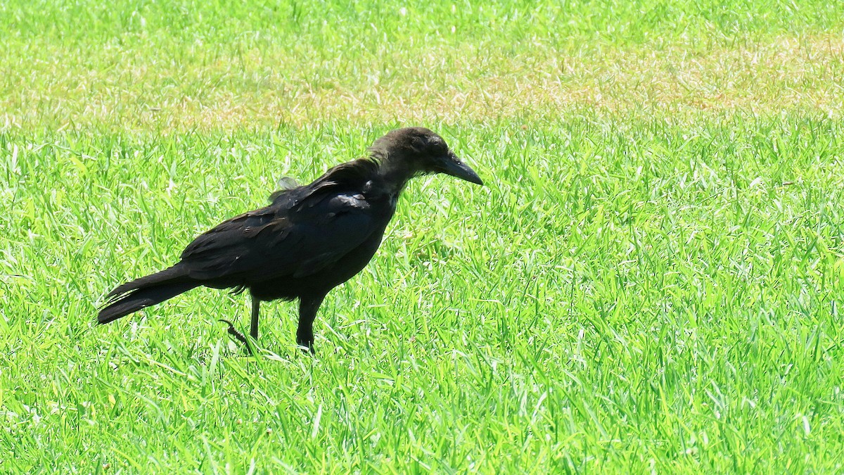 American Crow - ML620078966