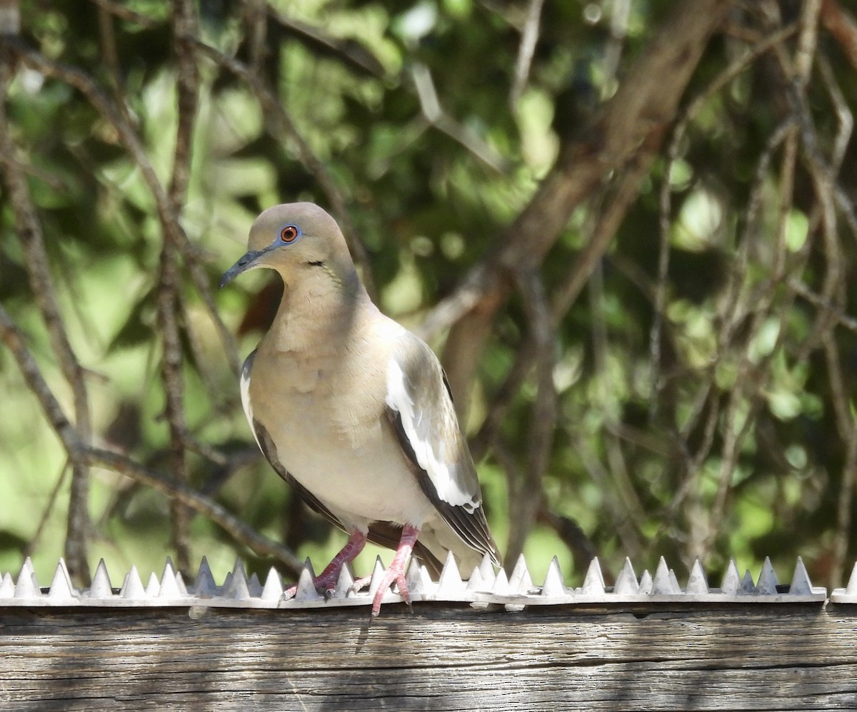 White-winged Dove - ML620078975