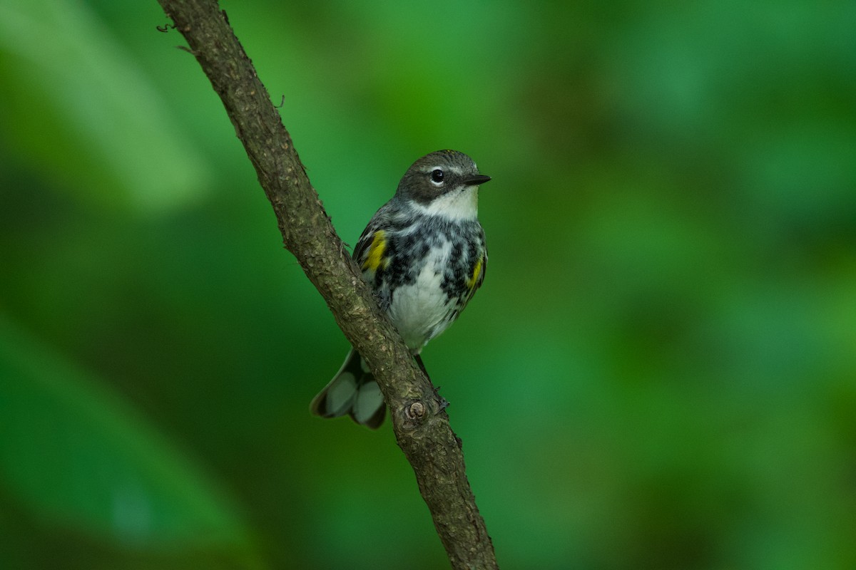 Yellow-rumped Warbler - ML620078978