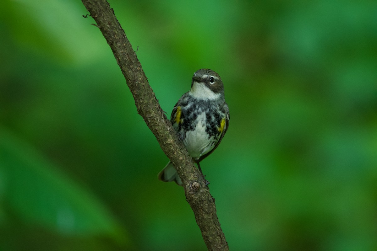 Yellow-rumped Warbler - Robert King