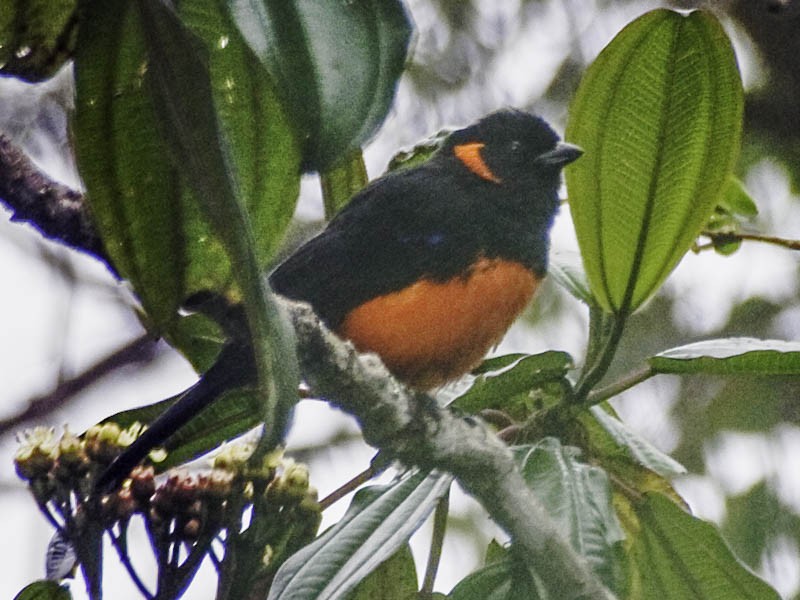 Scarlet-bellied Mountain Tanager - ML620078992