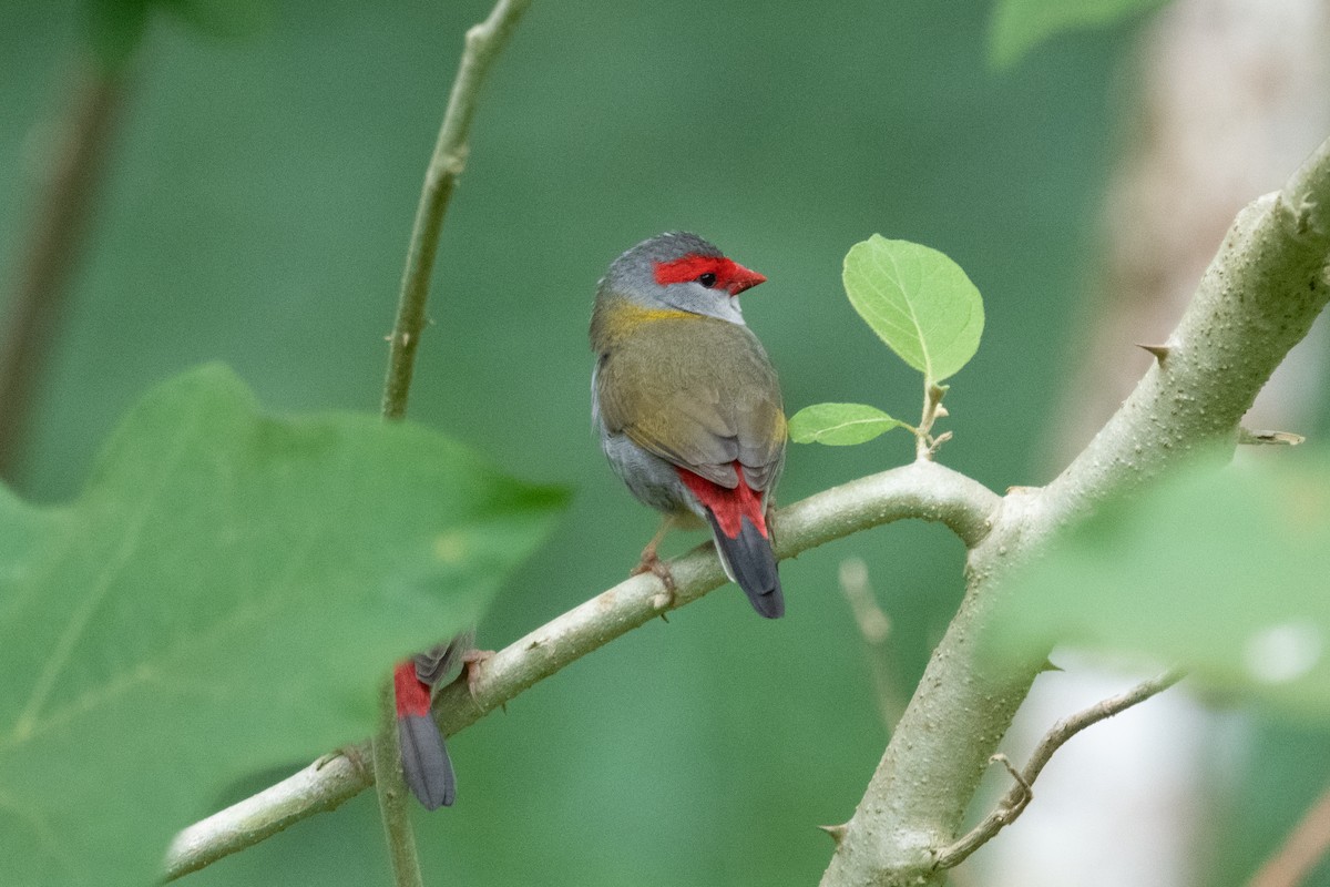 Red-browed Firetail - ML620078995