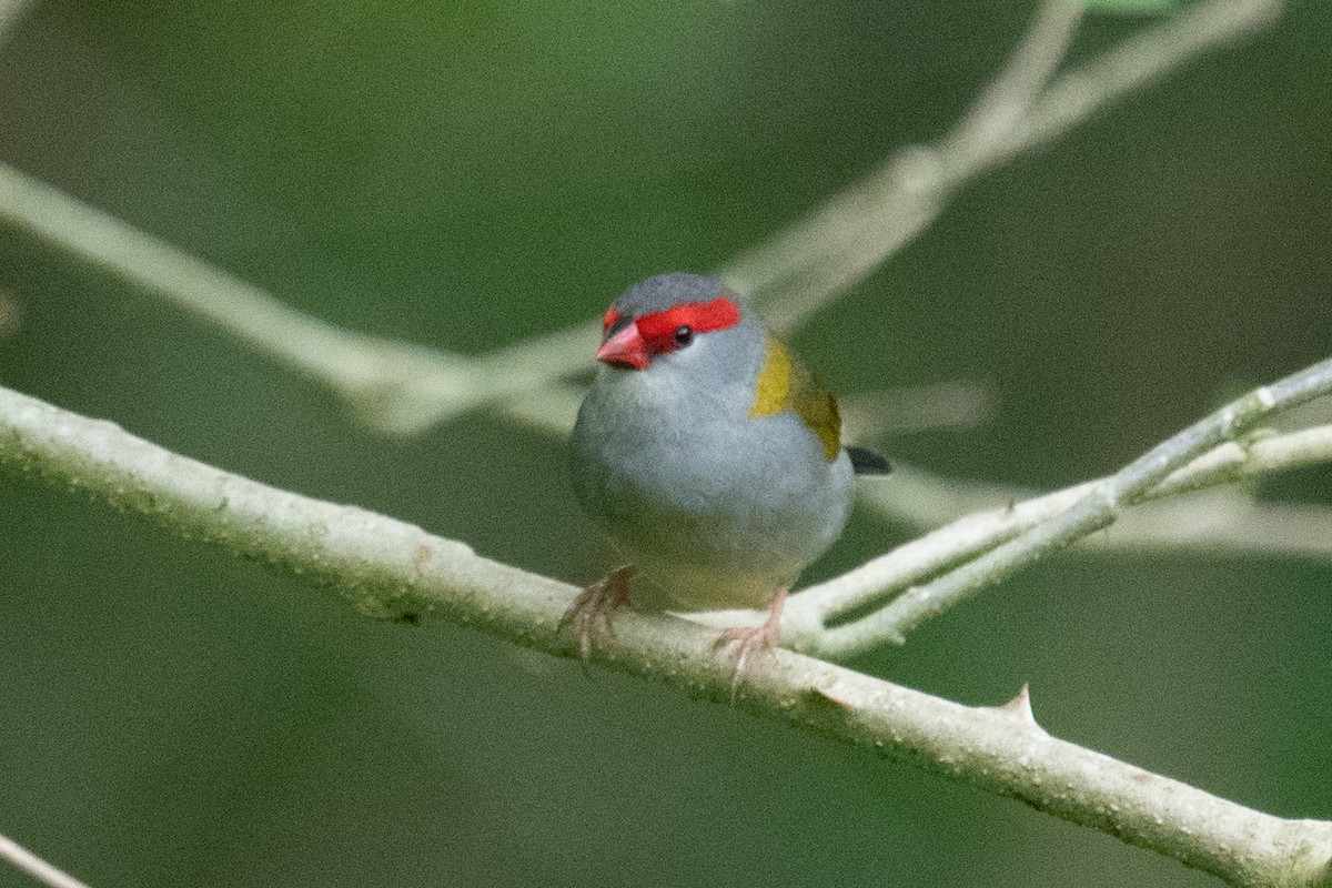 Red-browed Firetail - ML620079000
