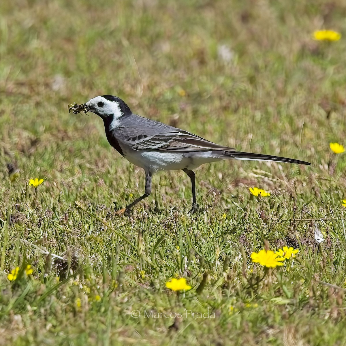 White Wagtail (White-faced) - ML620079015