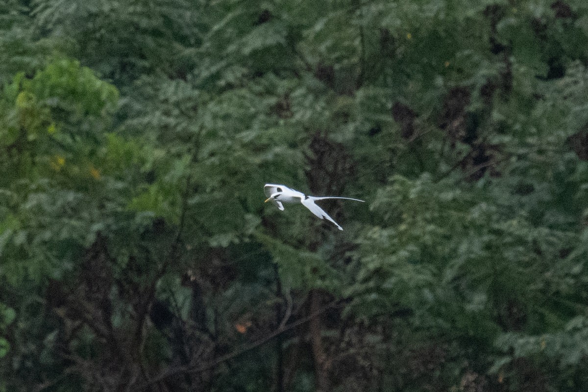 White-tailed Tropicbird - ML620079031