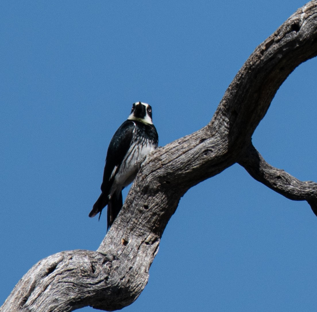 Acorn Woodpecker - ML620079034
