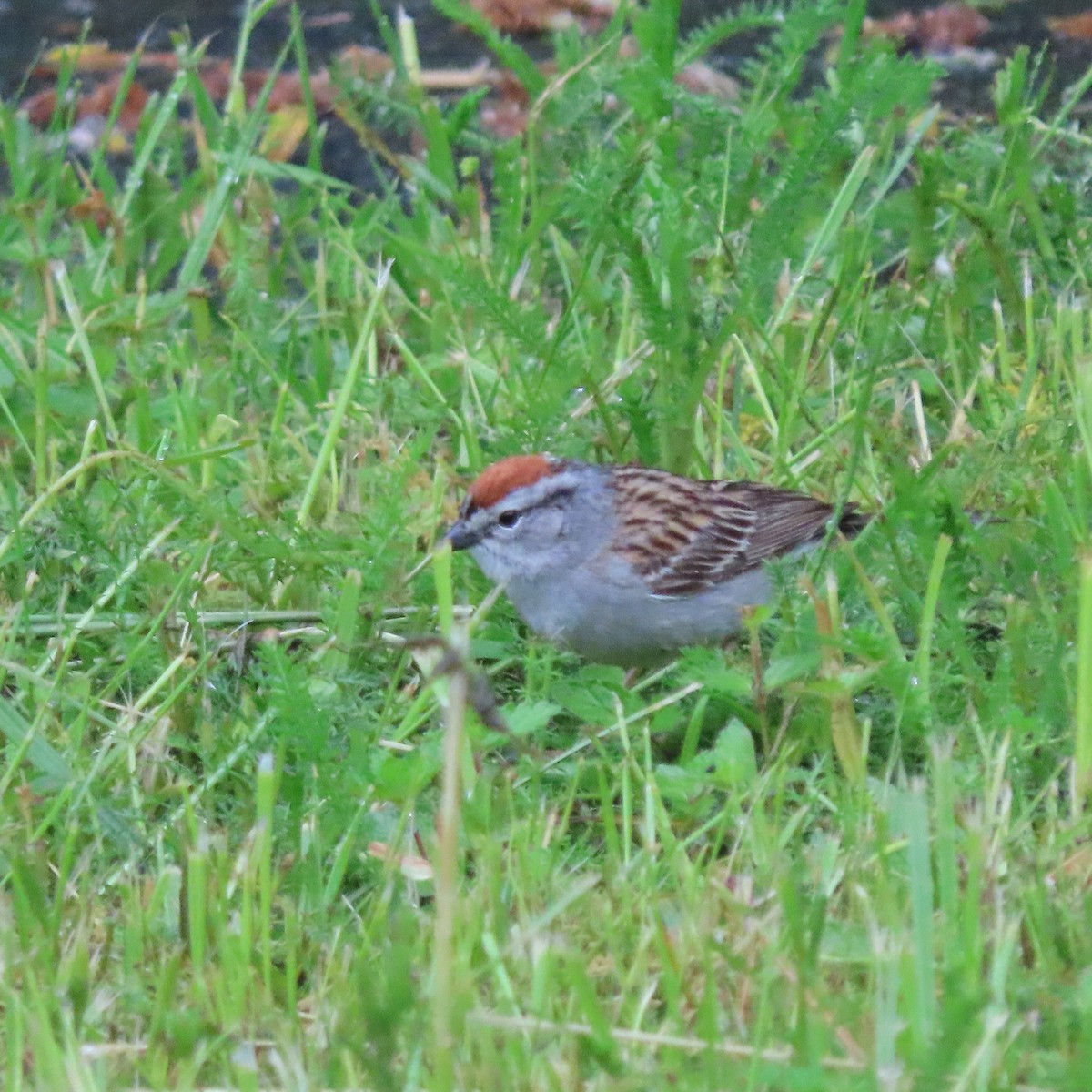 Chipping Sparrow - ML620079045