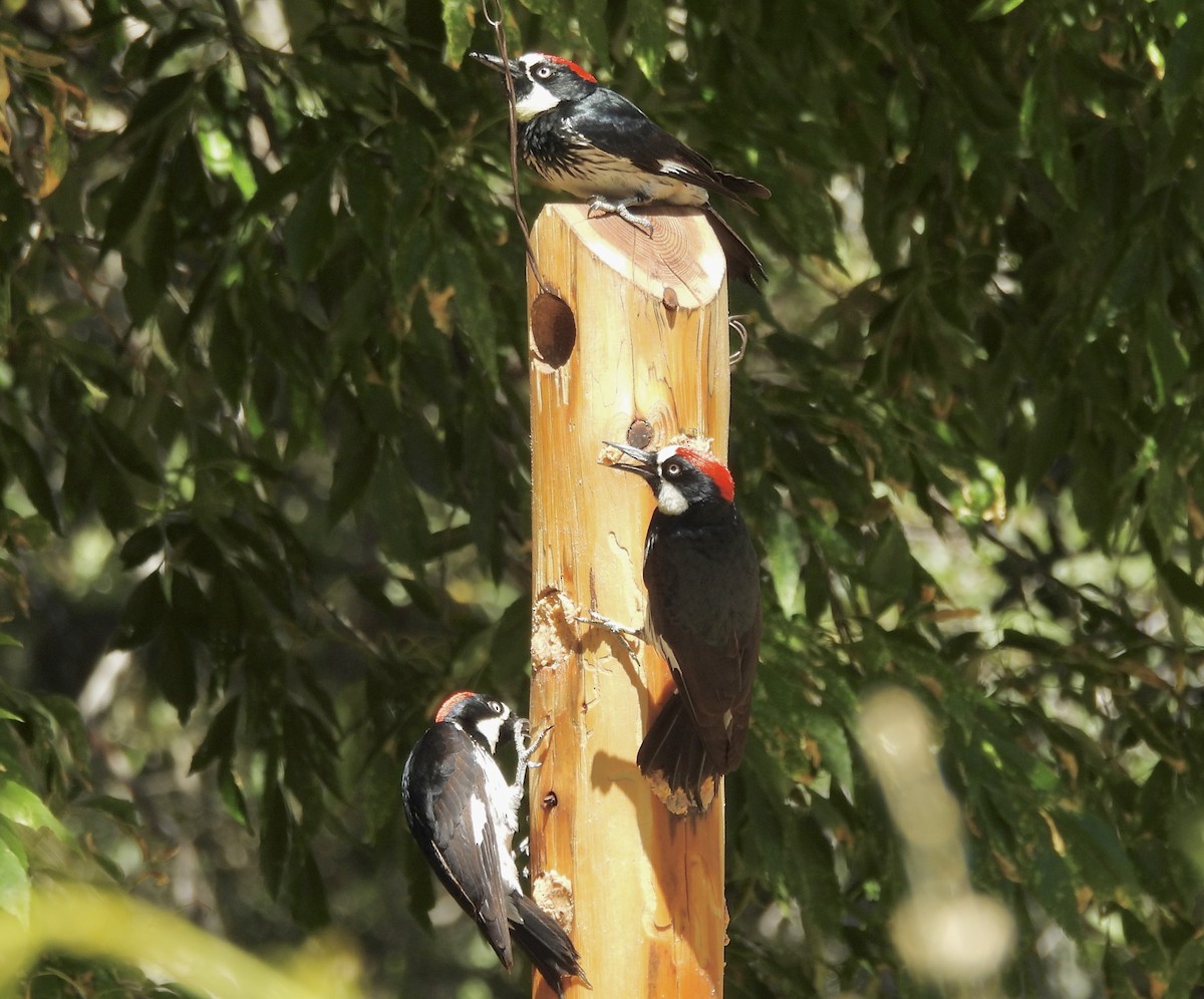 Acorn Woodpecker - ML620079046