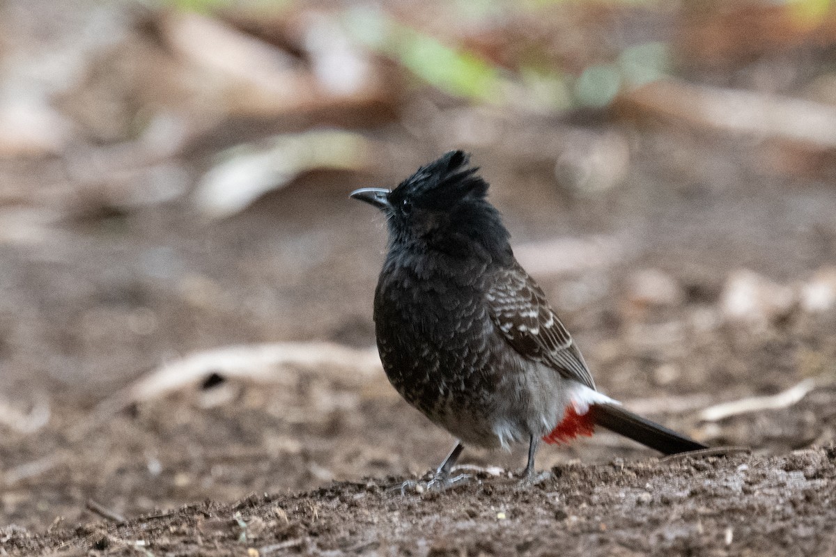 Red-vented Bulbul - ML620079086