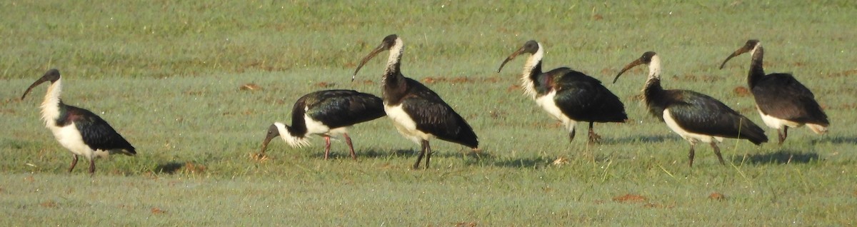 ibis slámokrký - ML620079088