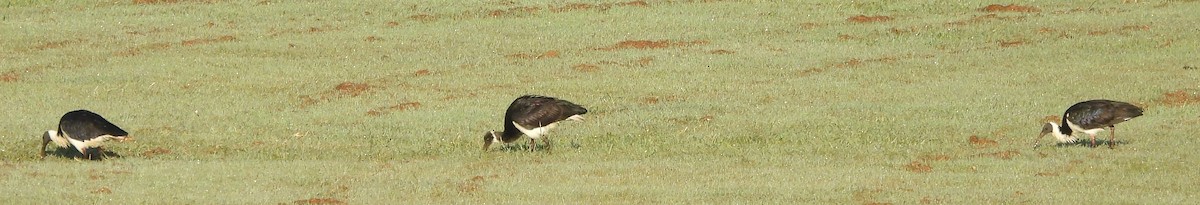 ibis slámokrký - ML620079089