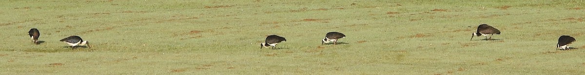 ibis slámokrký - ML620079090