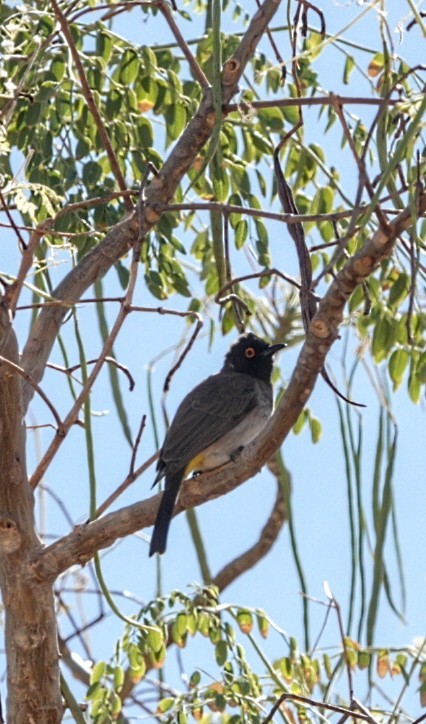 Black-fronted Bulbul - Anonymous