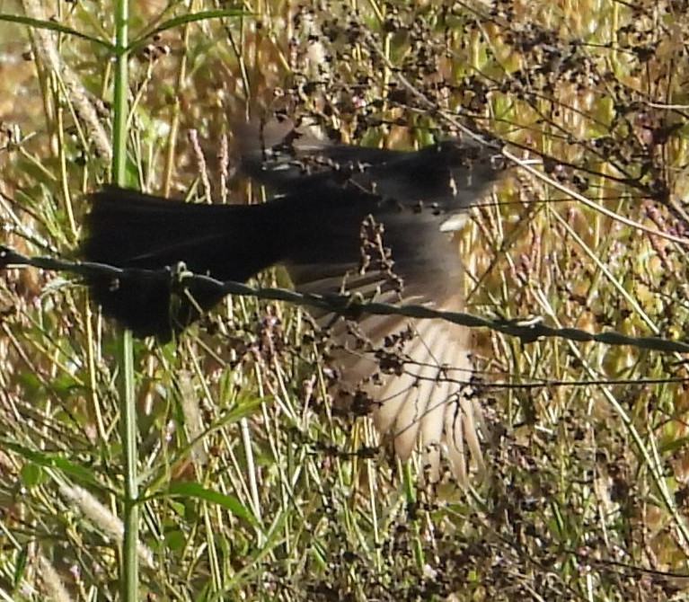 Willie-wagtail - ML620079114