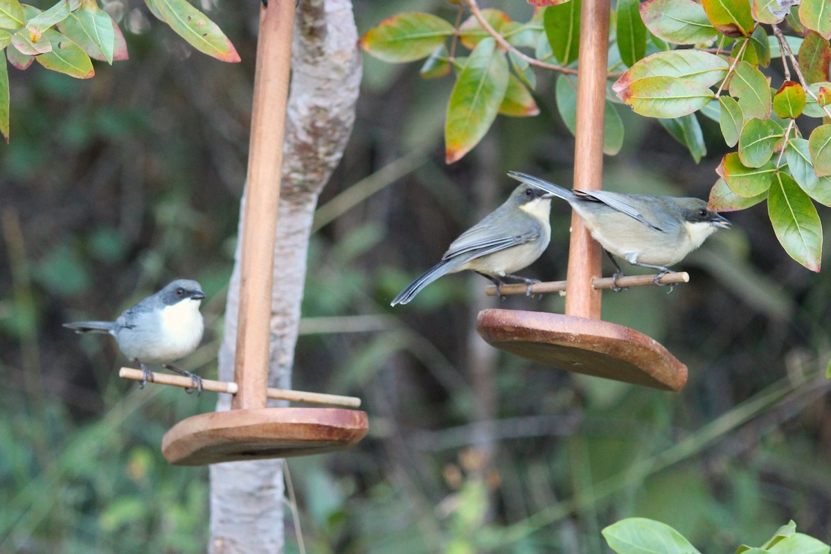 Cinereous Warbling Finch - ML620079119