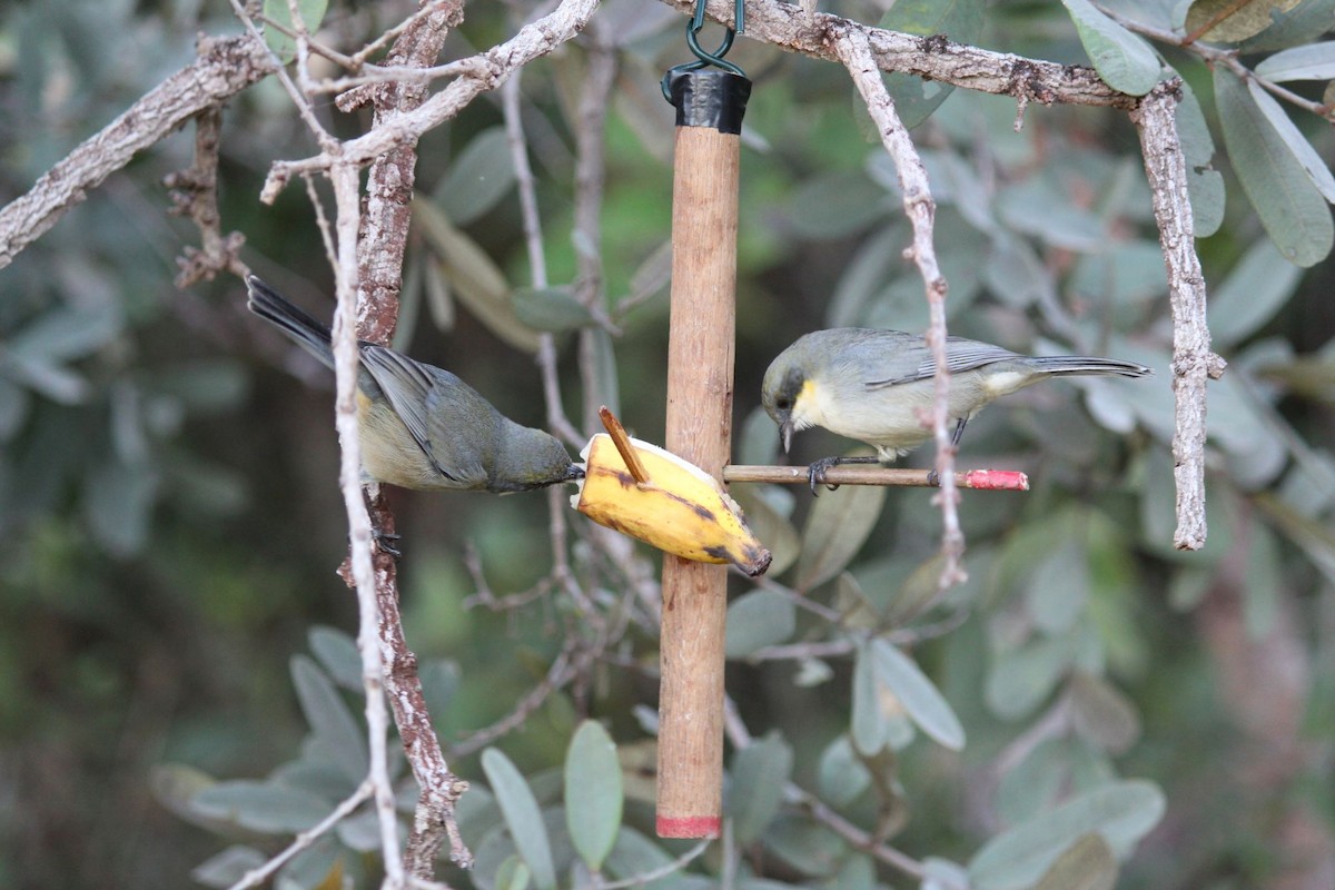 Cinereous Warbling Finch - ML620079122